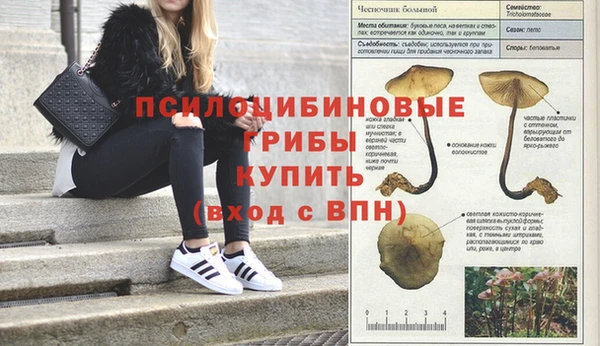 стаф Волосово